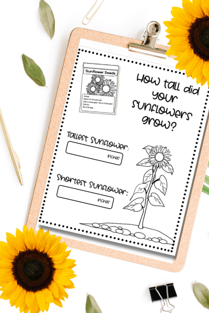 Sunflower measuring worksheet