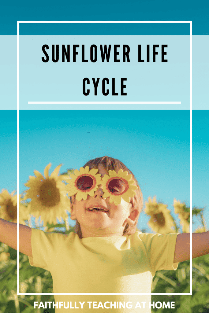 Kids Summer Bucket List Idea: Sunflower Life Cycle with picture of boy in a sunflower field
